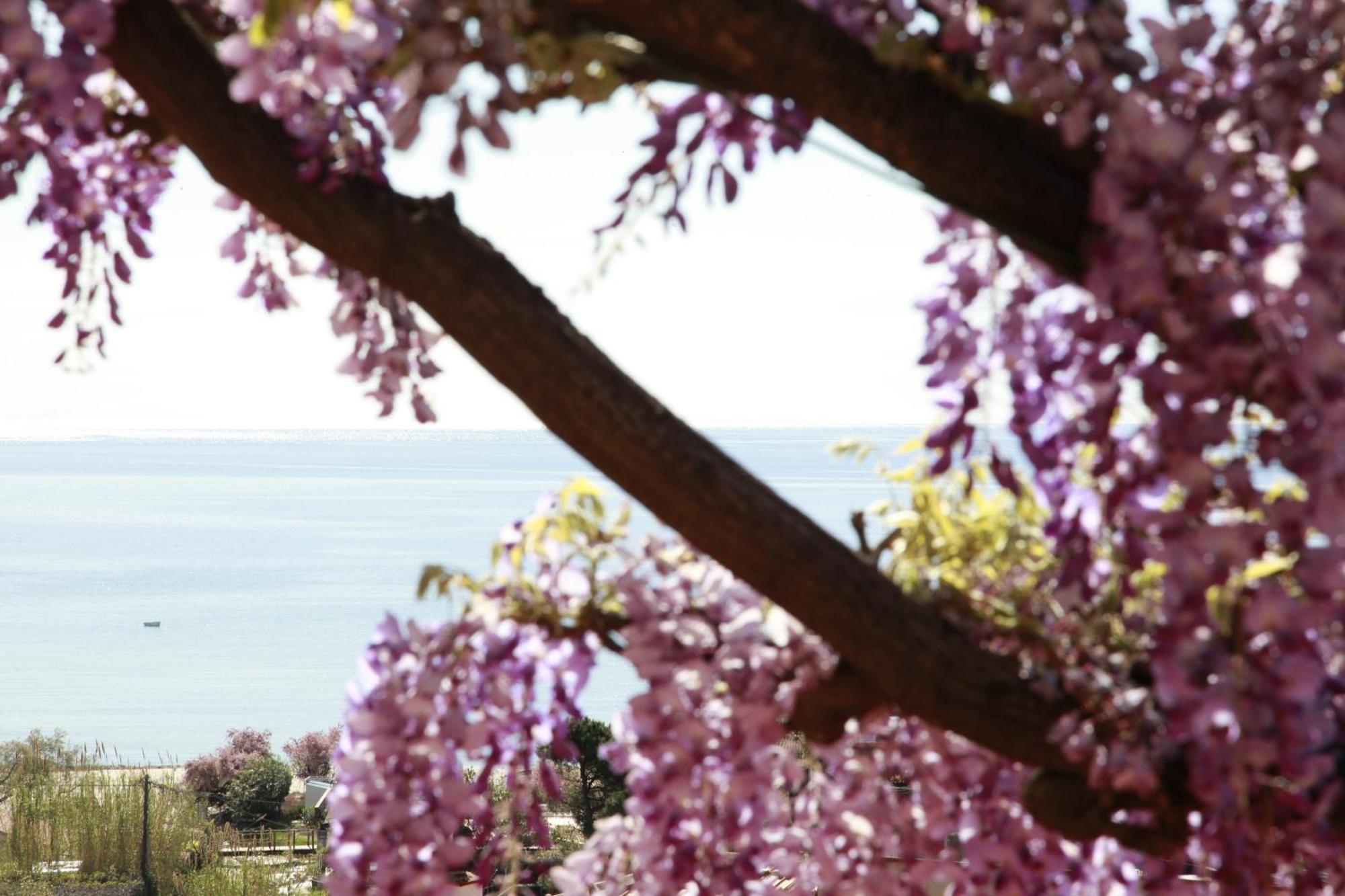 Hotel Galli - Wellness & Spa Fetovaia Kültér fotó